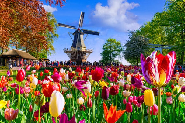 Весняна симфонія Нідерландів