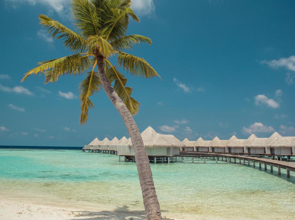 Oferty hotelowe last minute Drift Thelu Vrliga Retreat Maldives