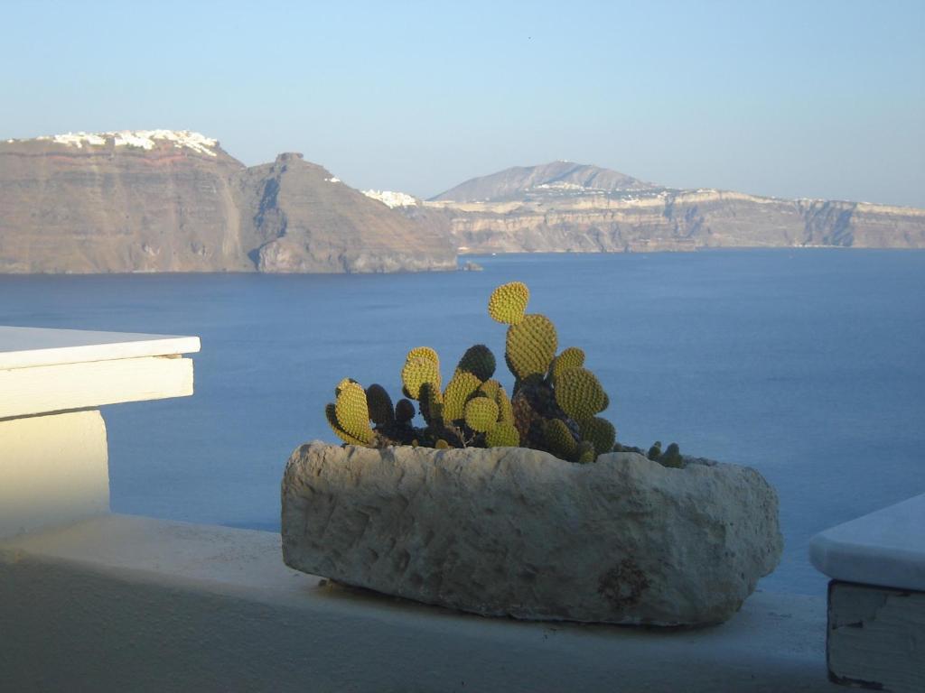 Santorini (wyspa) Delfini Villas ceny