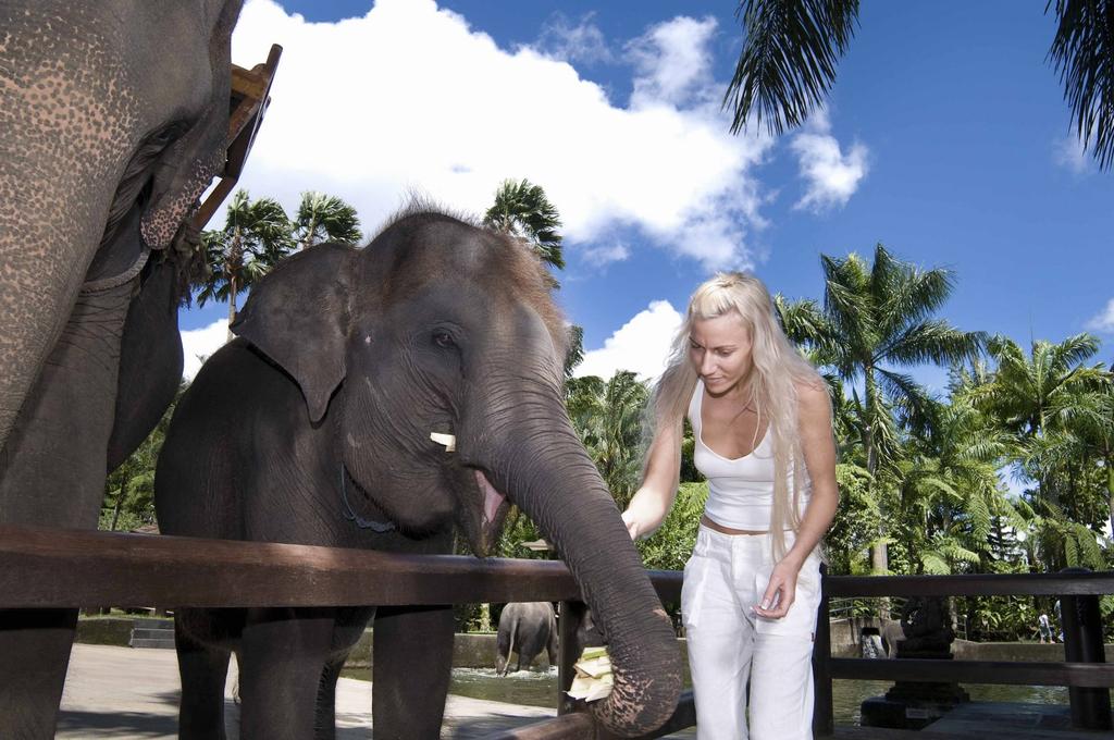 Туры в отель Elephant Safari Park Lodge Кута Индонезия