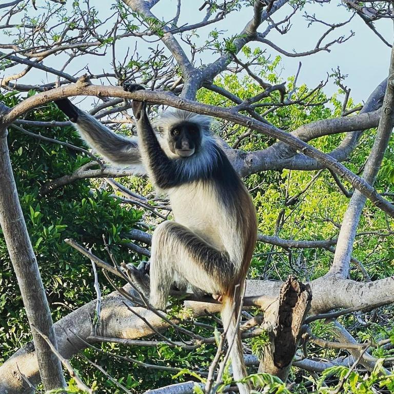 Red Monkey Lodge Zanzibar, Джамбиани цены
