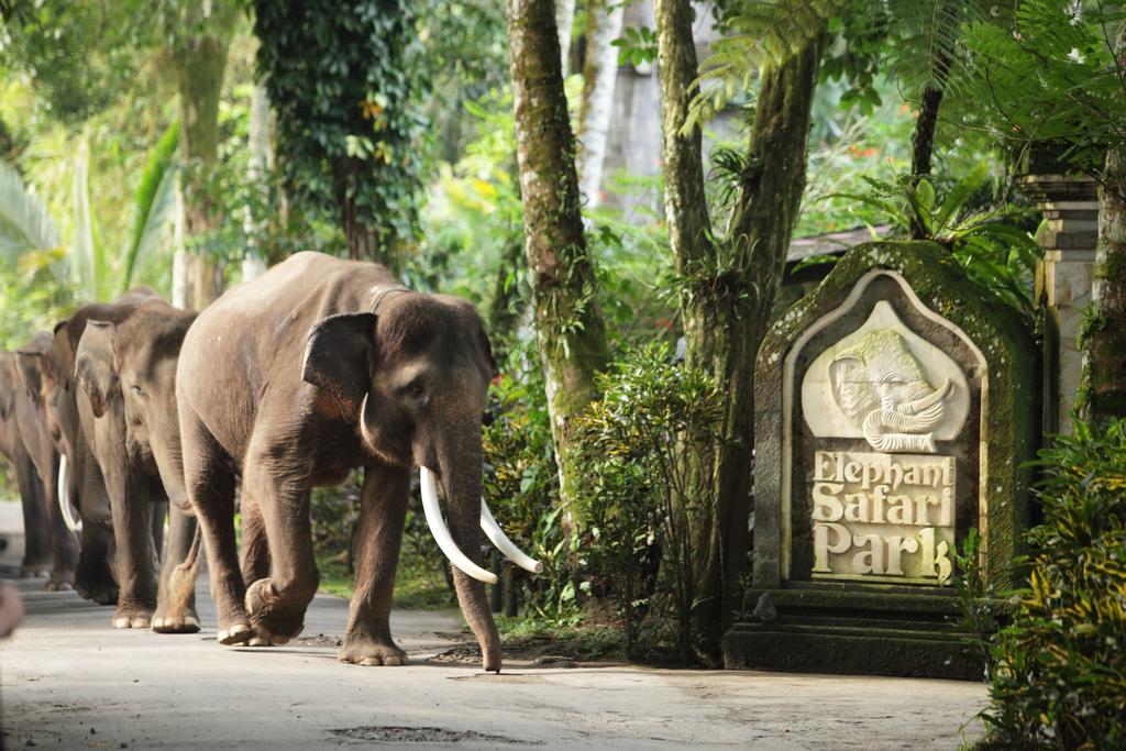 Туры в отель Elephant Safari Park Lodge Кута