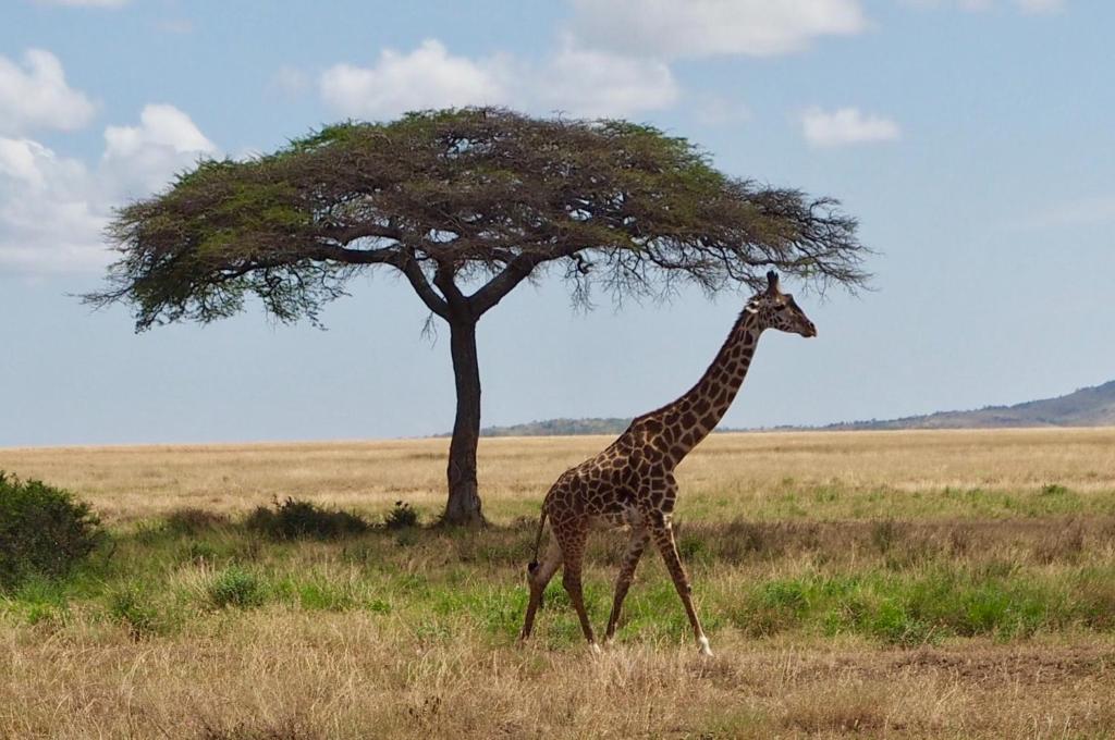 Отель, Танзания, Национальный парк Серенгети, Melia Serengeti Lodge
