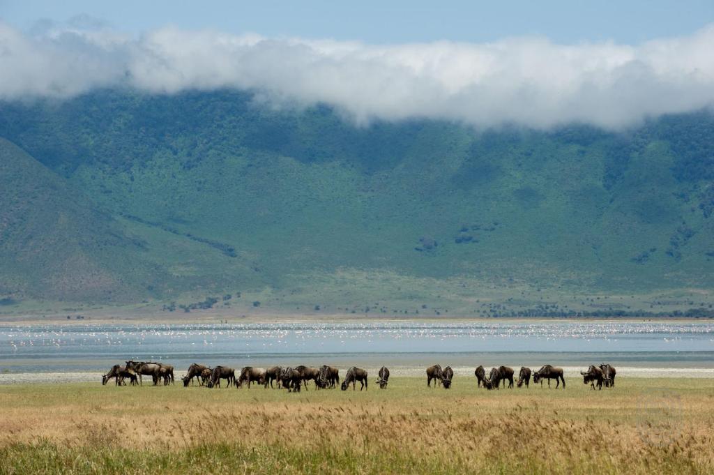 Туры в отель Ngorongoro Serena Safari Lodge Занзибар (остров) Танзания