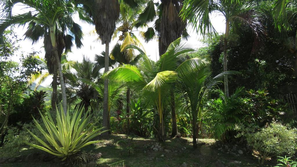 Royal Bay Villa, Маэ (остров), Сейшелы, фотографии туров