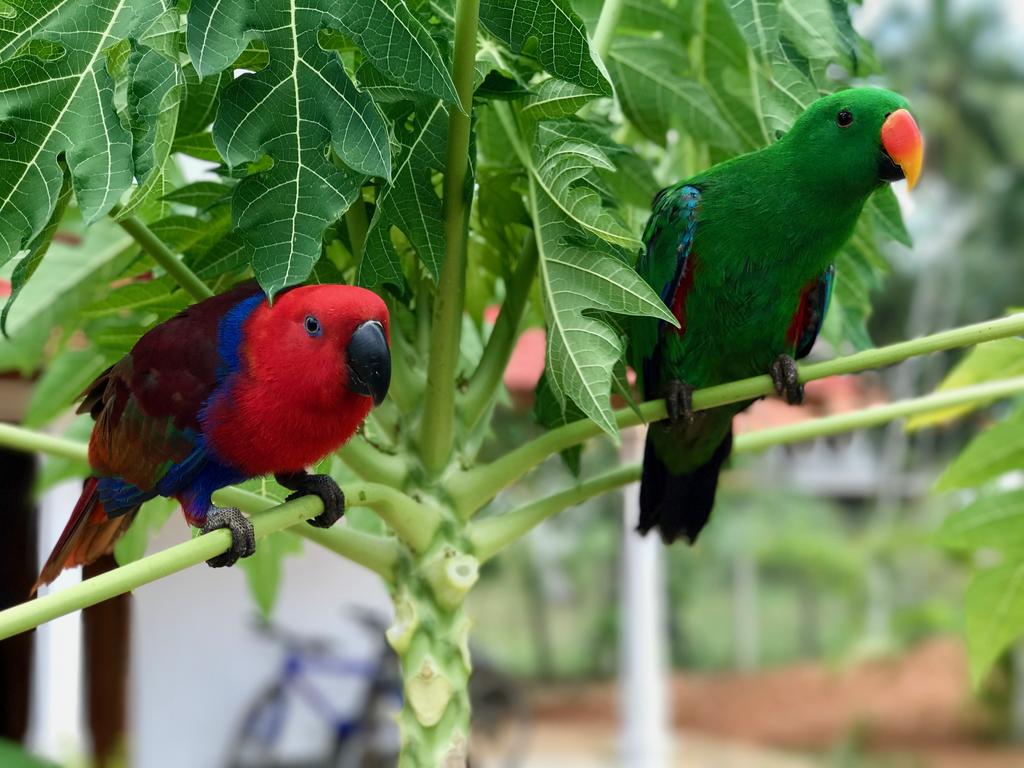 Green Parrot, 4