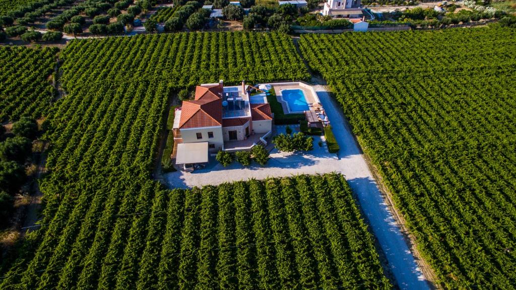 Cretan Vineyard Hill Villa zdjęcia turystów