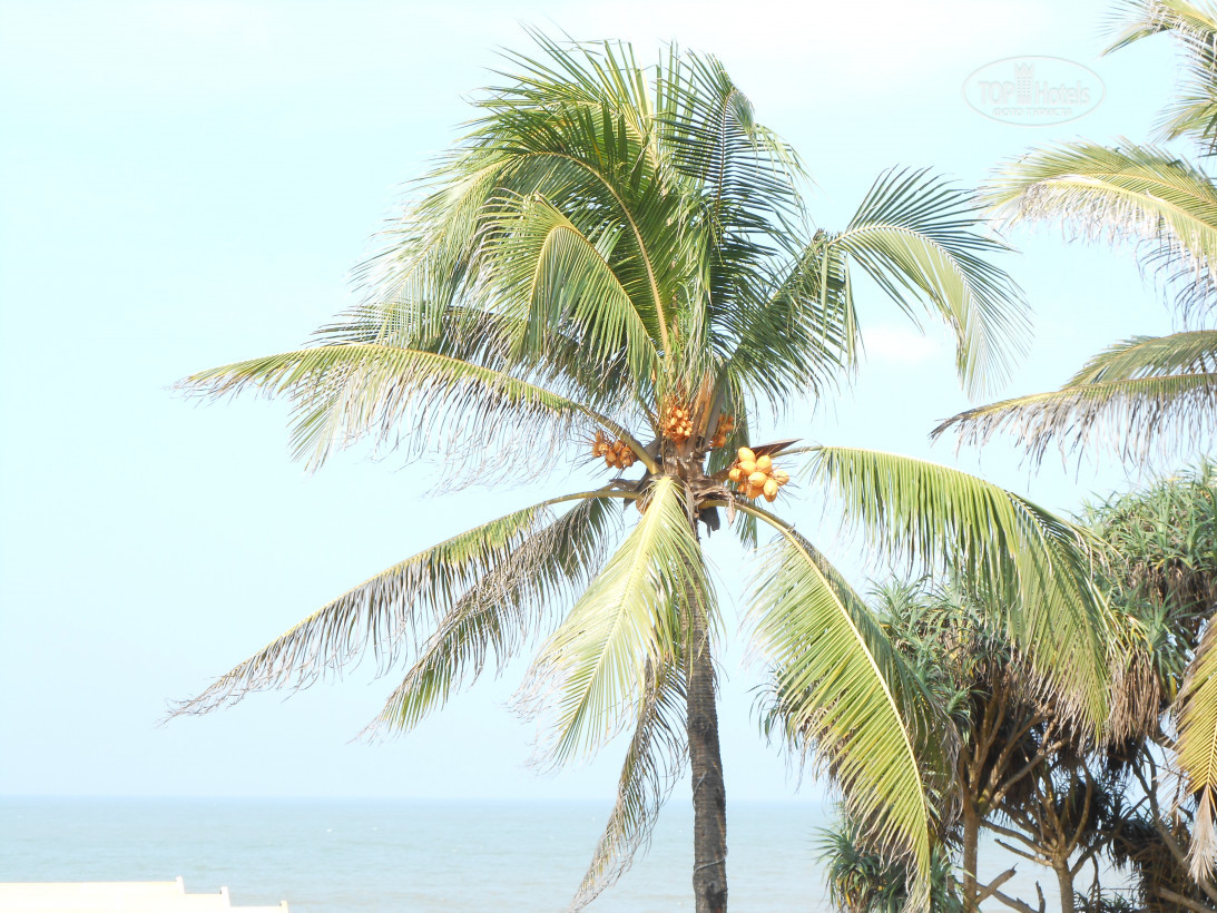 Горящие туры в отель Sunset Beach Resort Негомбо Шри-Ланка
