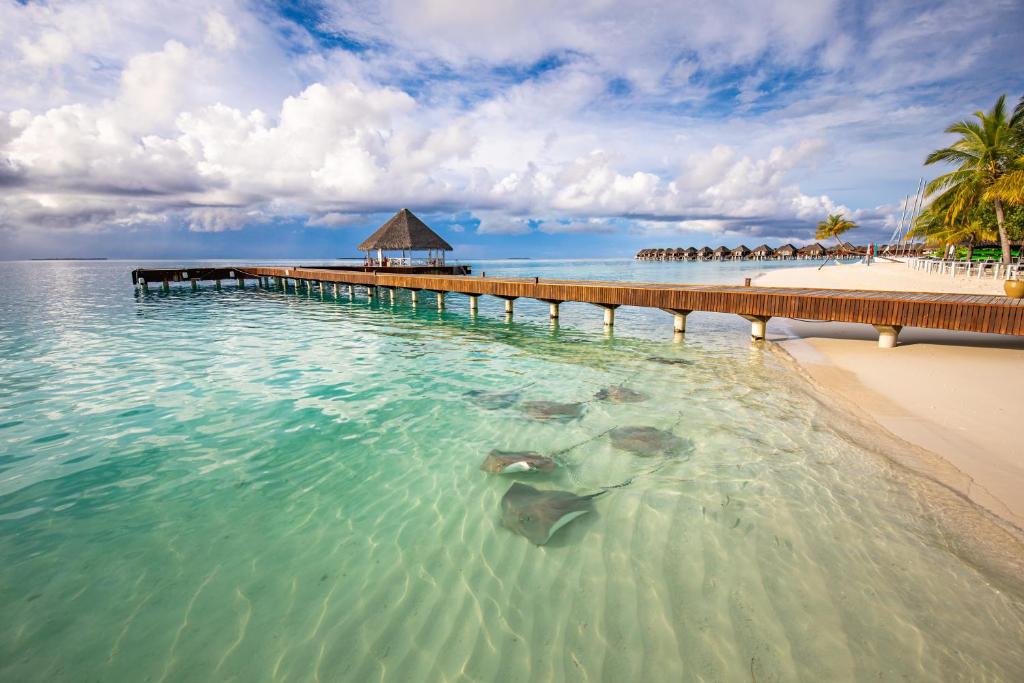 Hotel, Maldives, Daalu Atoll, Sun Siyam Vilu Reef (ex. Sun Aqua Vilu Reef)