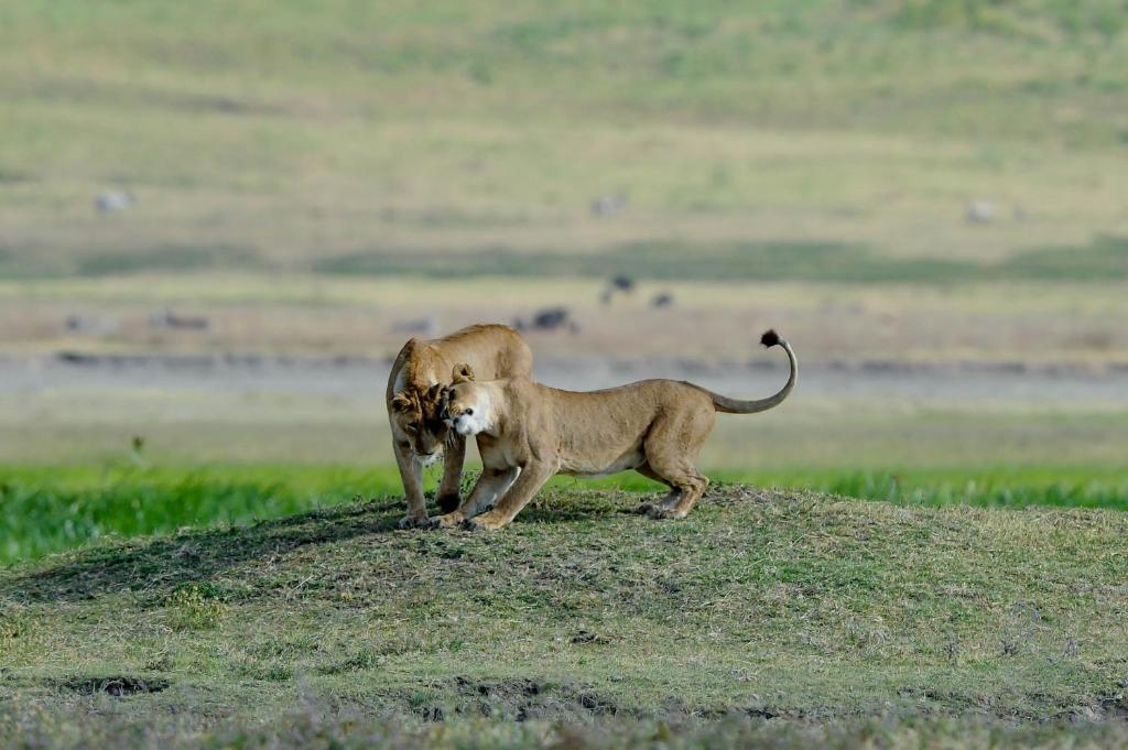 Горящие туры в отель Ngorongoro Serena Safari Lodge Занзибар (остров) Танзания