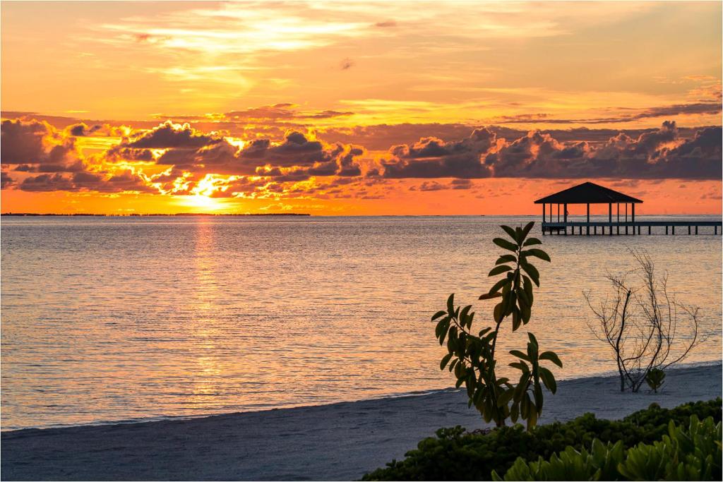 Отзывы об отеле South Palm Resort Maldives