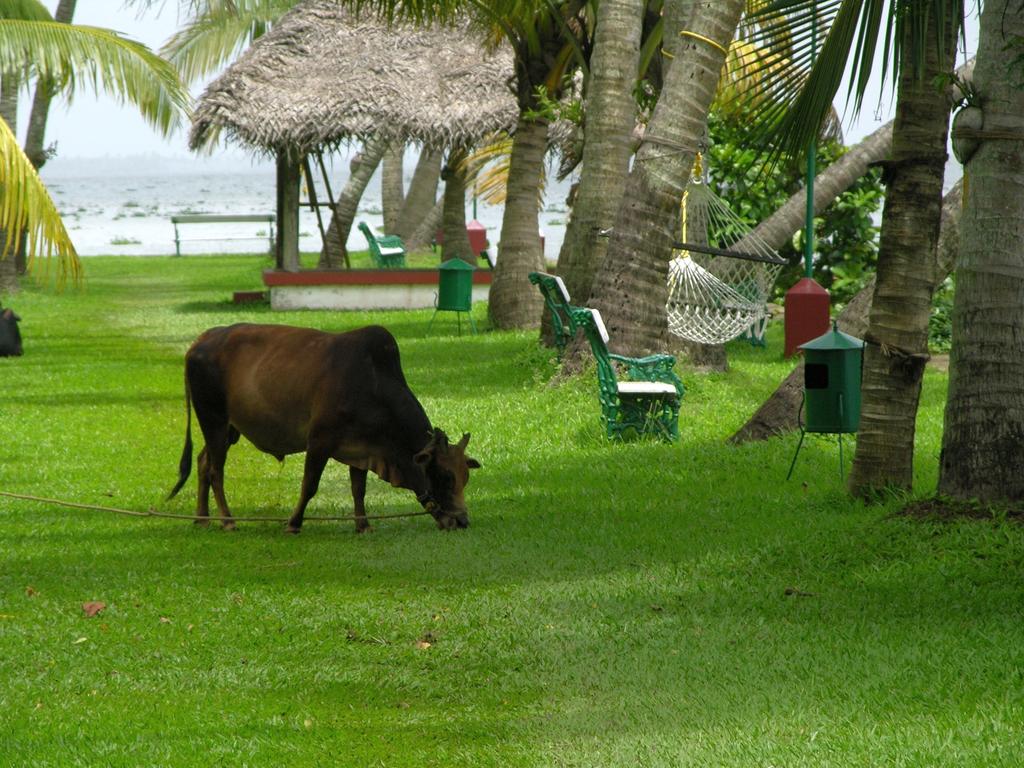 Туры в отель Coconut Lagoon Кумараком Индия