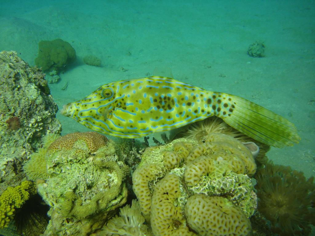 Акаба Red Sea Dive Center - Hotel & Dive Center