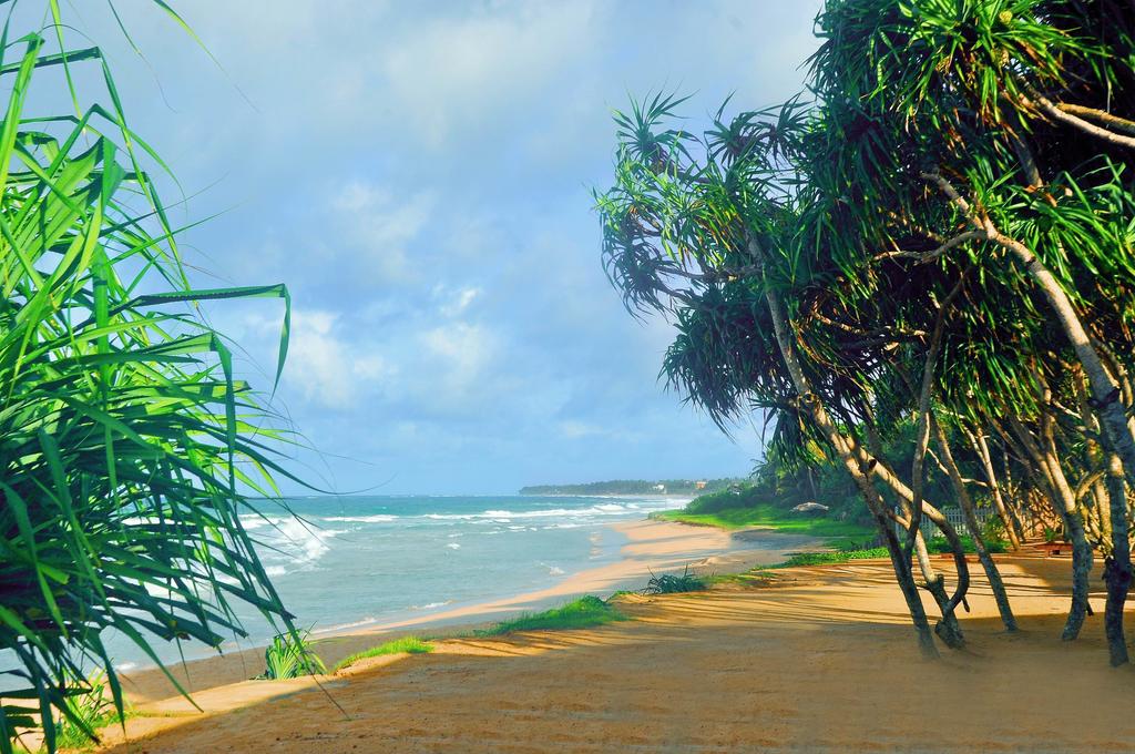 Відпочинок в готелі The Beach Cabanas Коггала Шрі-Ланка