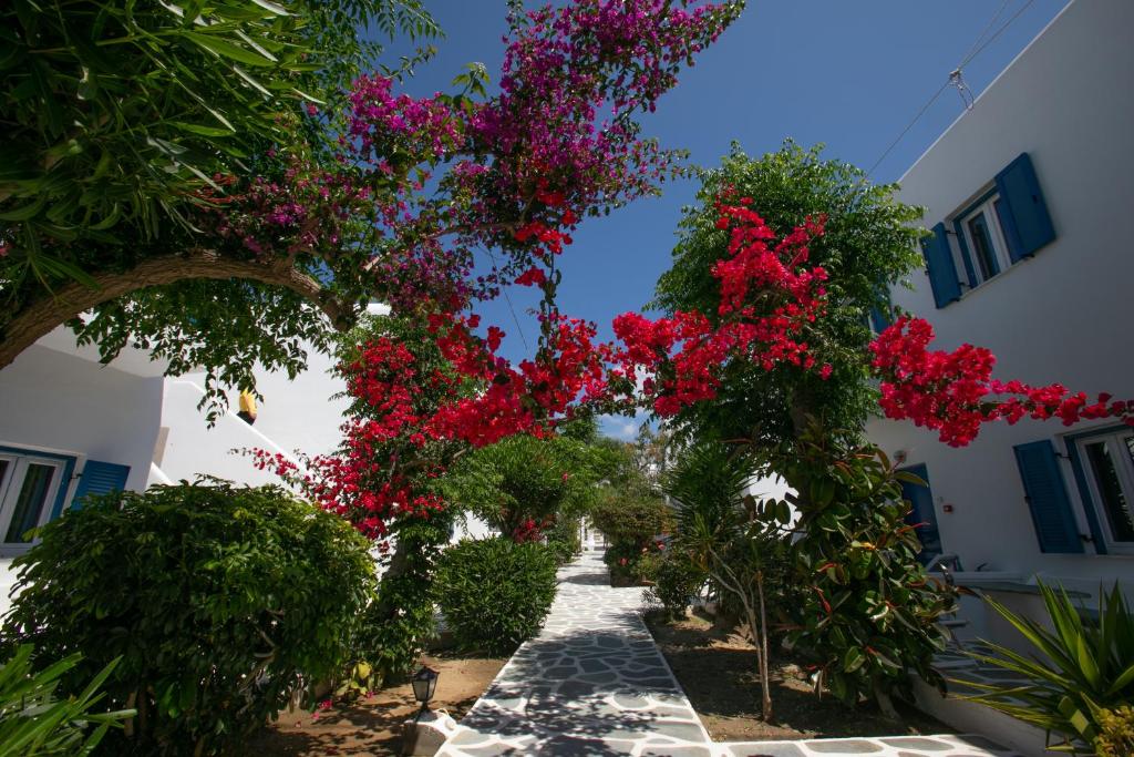 Отдых в отеле Acrogiali Миконос (остров)