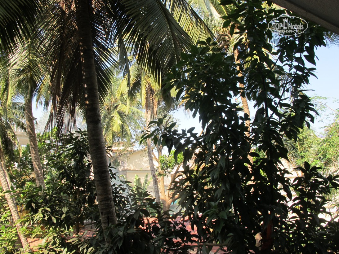 Отдых в отеле Palm Resort Goa