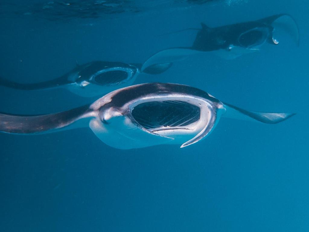 Мале The Nautilus Maldives