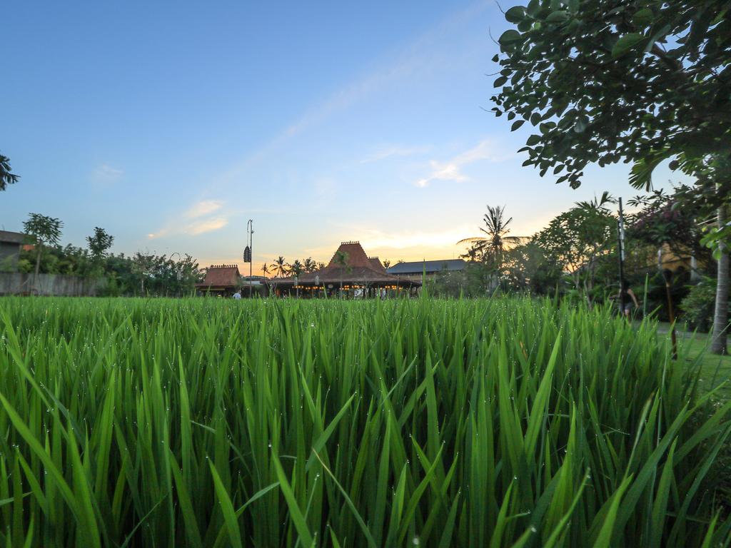 Alaya Resort Ubud, Убуд, фотографии туров