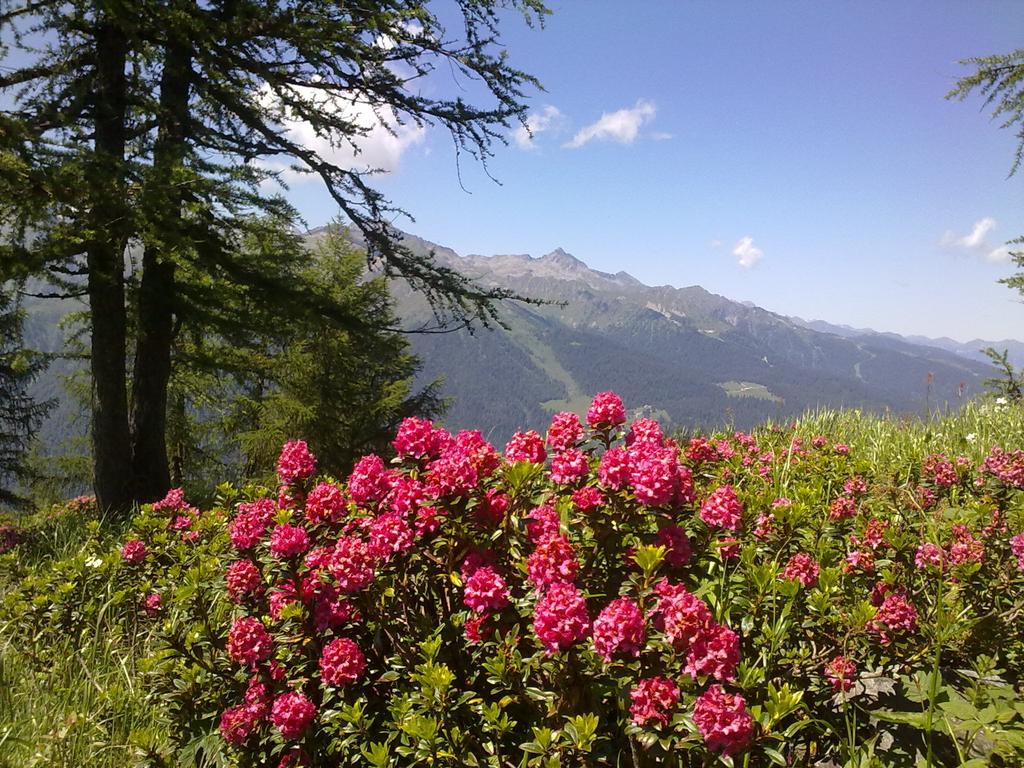 Alpina Pinzolo, Пинцоло, фотографии туров