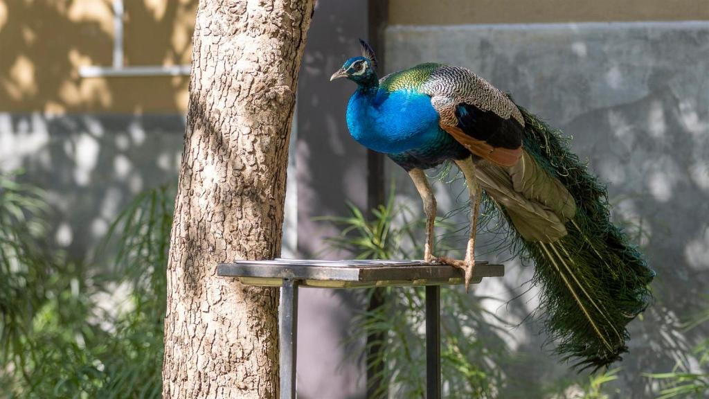 Birds Resort Hambantota, Хамбантота, Шри-Ланка, фотографии туров