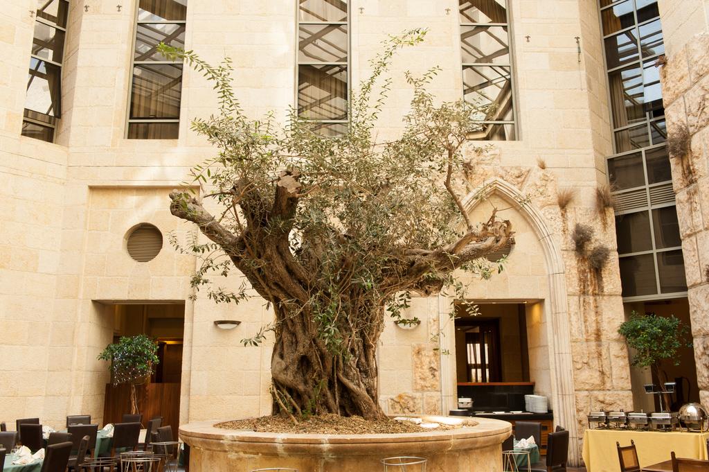 Olive Tree, Єрусалим