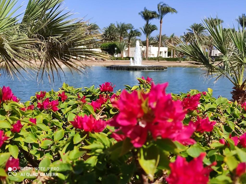 Туры в отель Pharaoh Azur Resort (ex. Sonesta Pharaoh Beach Resort) Хургада Египет