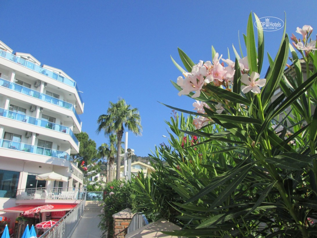 Palmea Hotel, фотографії