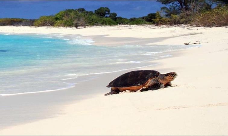 Отзывы туристов Bird Island Seychelles - Private Island Villas