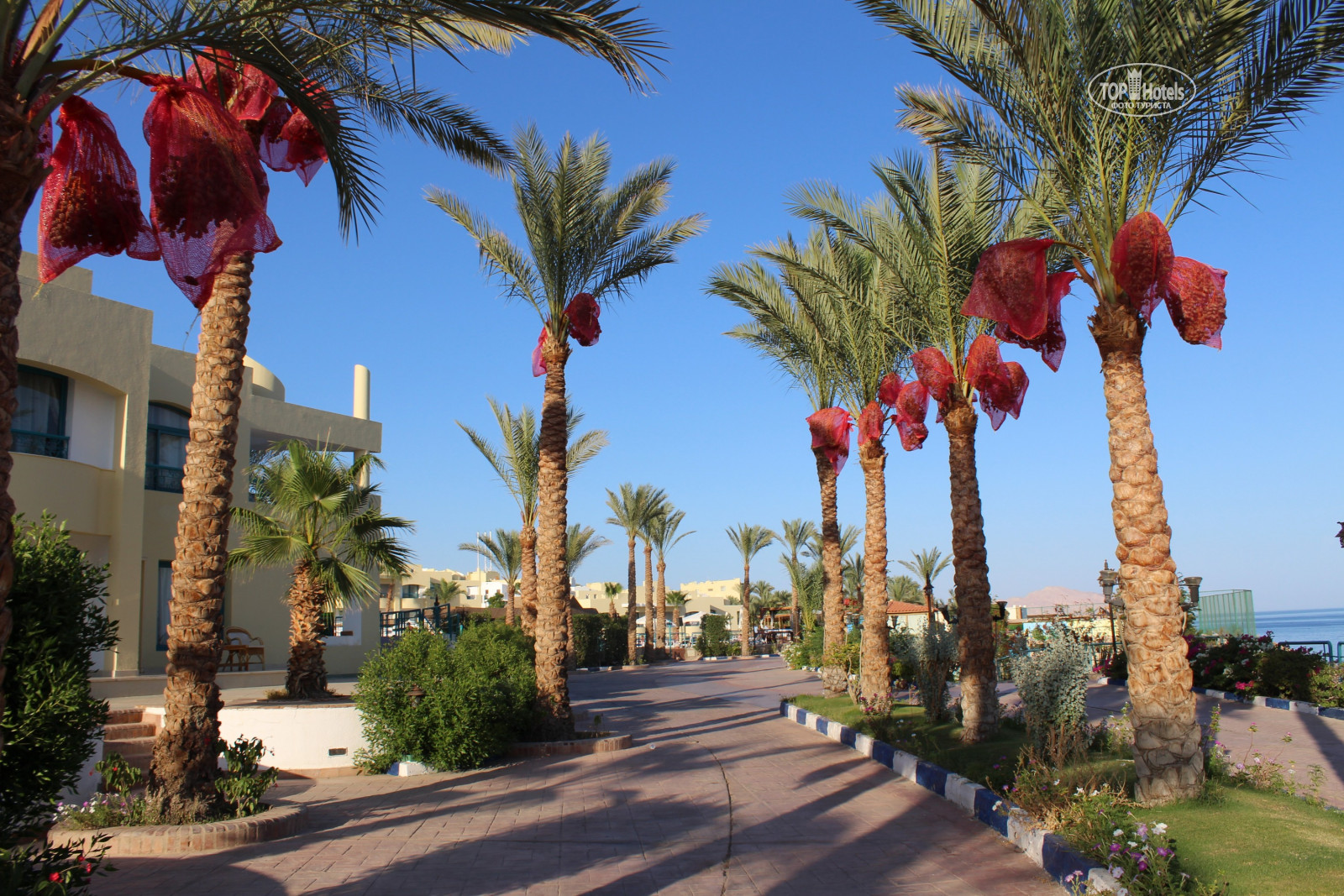 Dessole Royal Rojana Resort, Szarm el-Szejk, zdjęcia z wakacje