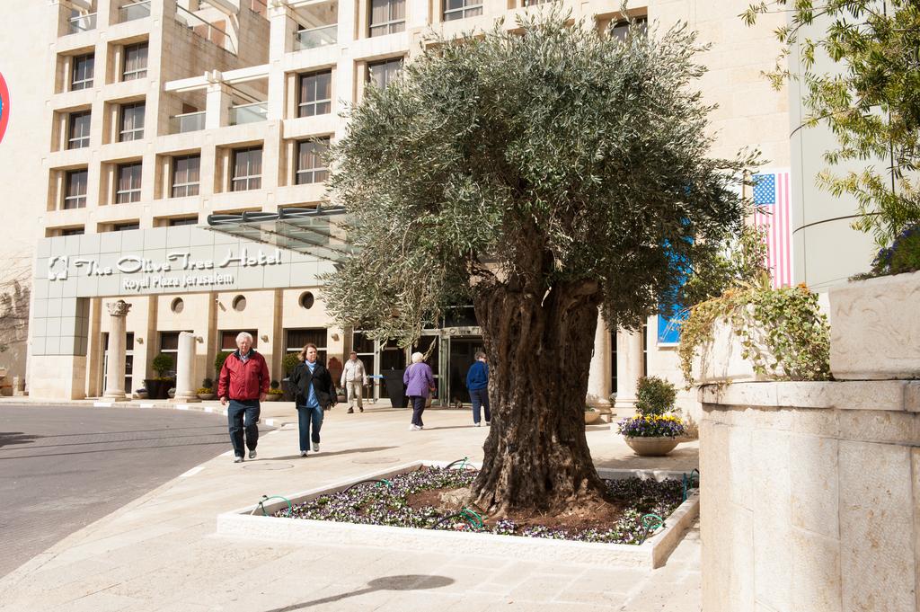 Olive Tree, 4, фотографії