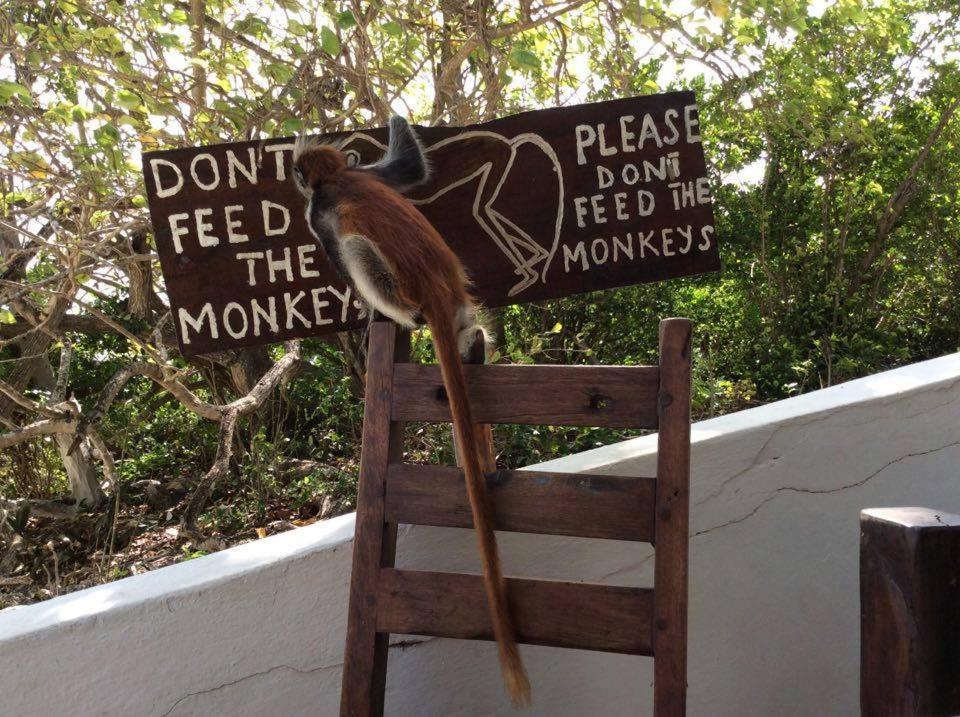 Red Monkey Lodge Zanzibar, Джамбиани