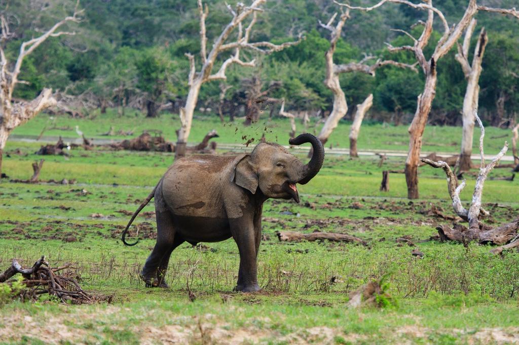 Chena Huts - Yala, Шри-Ланка, Национальный парк Яла, туры, фото и отзывы