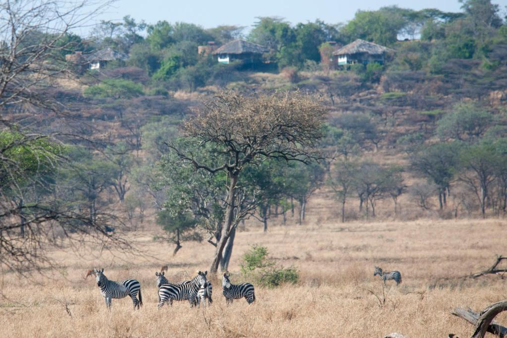 Отзывы туристов Mbalageti Serengeti