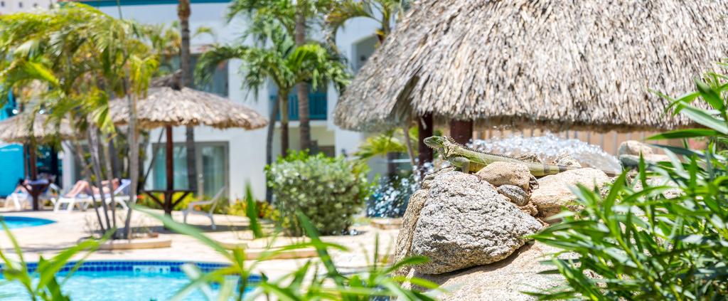 Отель, Аруба, Ораньестад, The Mill Resort & Suites Aruba