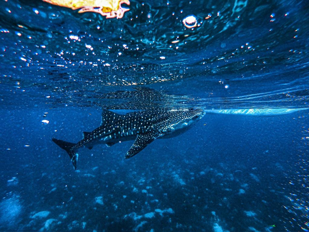 Barcelo Whale Lagoon Maldives, Южный Ари Атолл, фотографии туров