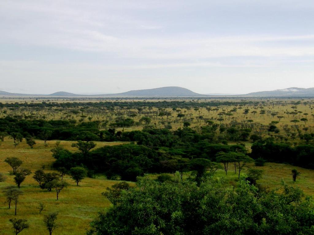 Mbalageti Serengeti, Танзания, Национальный парк Серенгети, туры, фото и отзывы
