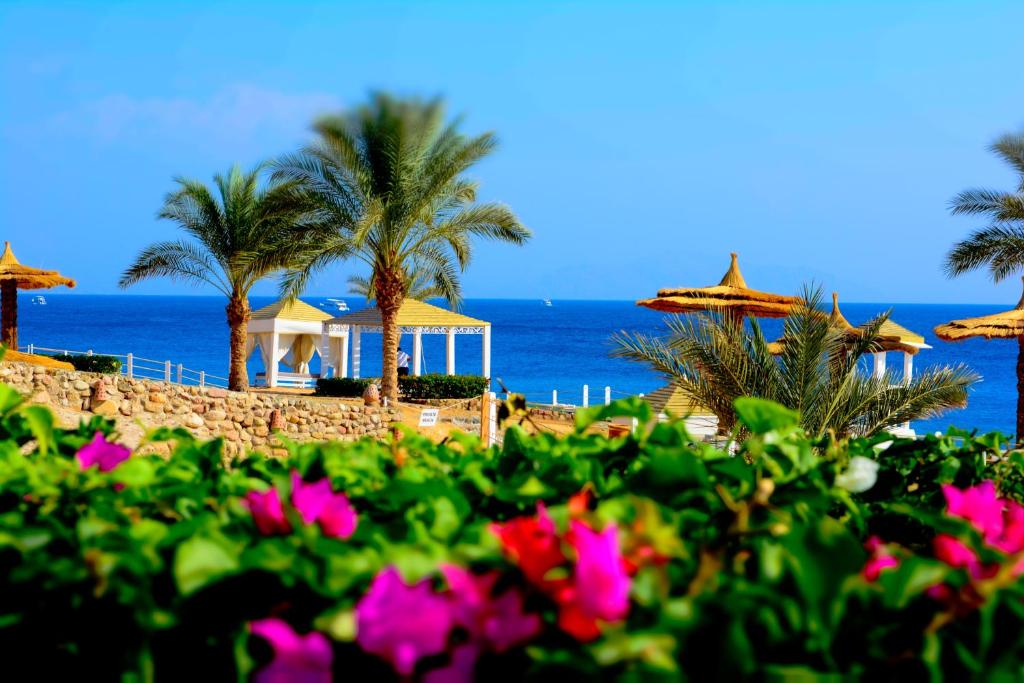 Royal Monte Carlo Sharm Resort фото и отзывы