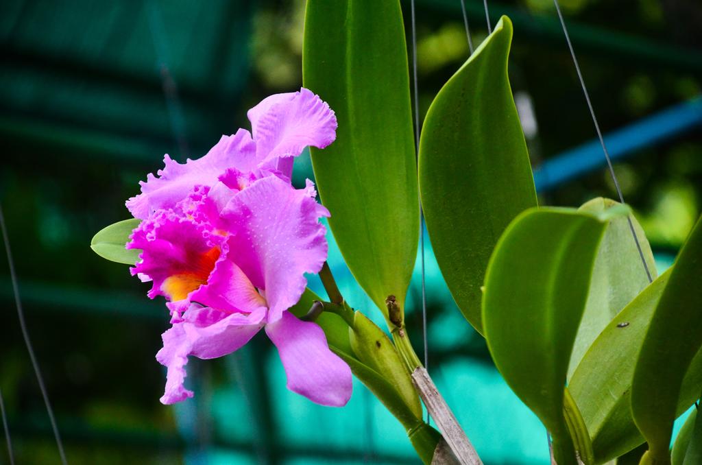 Orchidacea Resort, фотографії