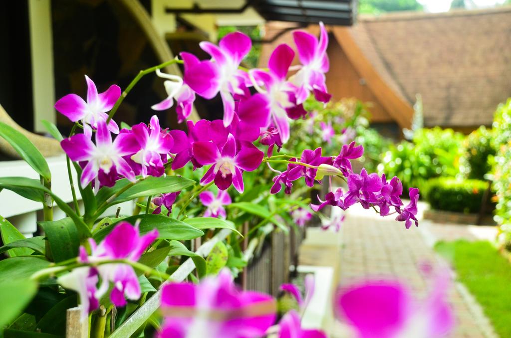Orchidacea Resort ціна