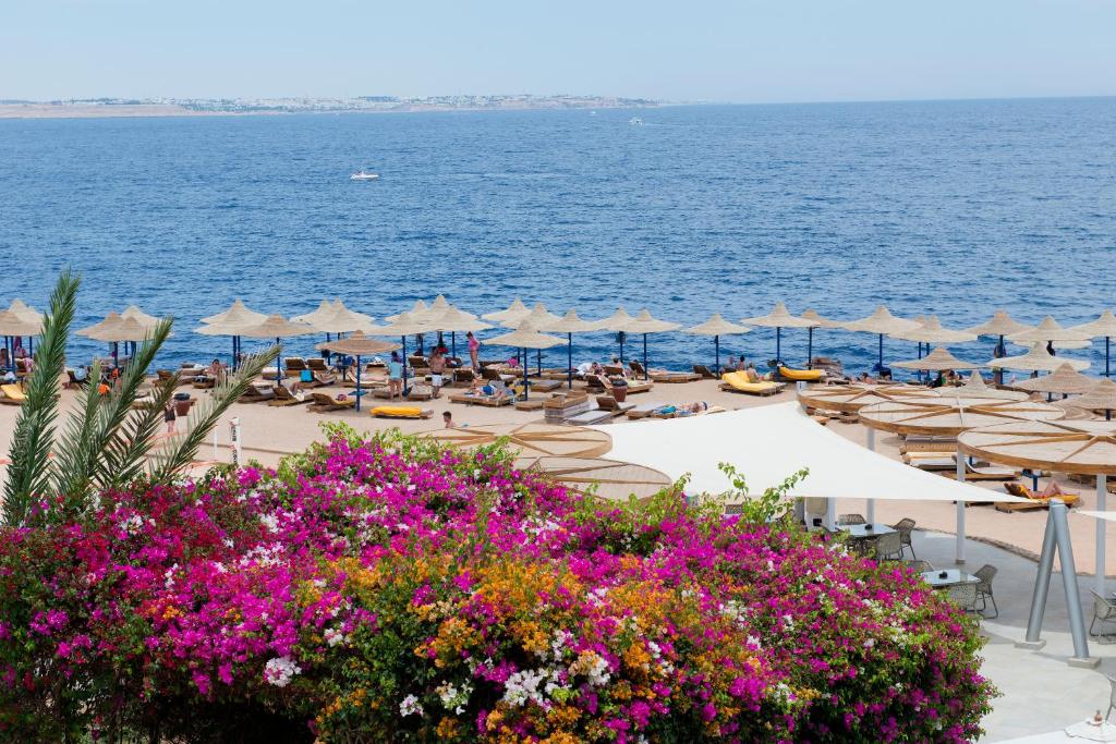 Горящие туры в отель Amphoras Aqua Resort (ex. Shores Golden) Шарм-эль-Шейх Египет